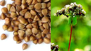 Buckwheat Health Benefits